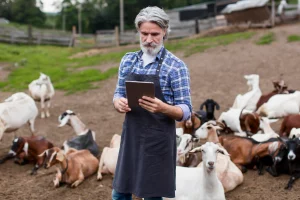 Training manajemen kambing retail Jakarta