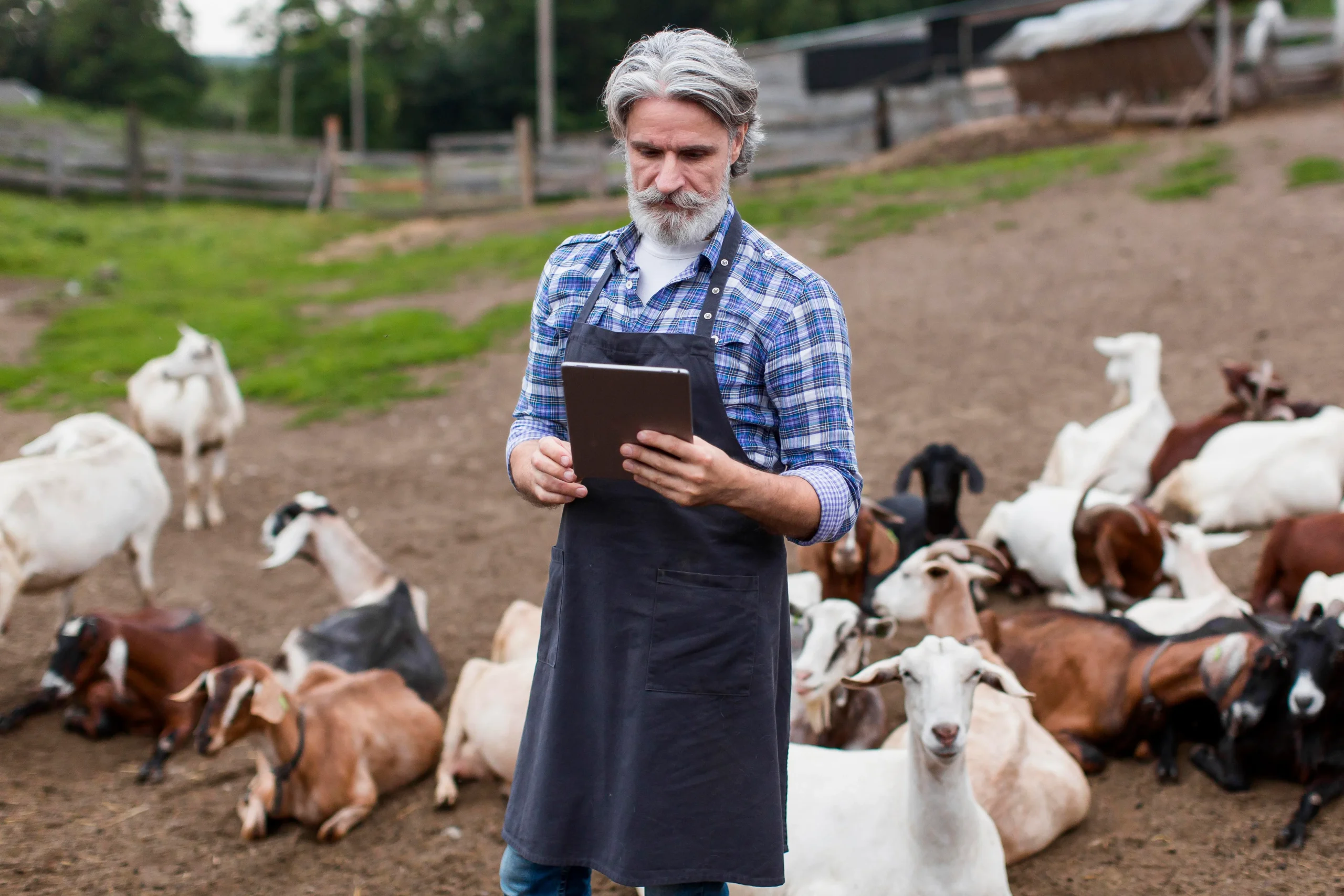 TRAINING MANAJEMEN PETERNAKAN DOMBA KAMBING RETAIL